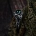Emerald Guardian: Gothic Sterling Silver Ring with Dragon Claw Design