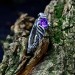 Gothic Amethyst Ring with Enchanted Nature Design