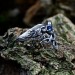 Exclusive Wedding Ring with Tree Leaf, Non Traditional Forest Nature Ring