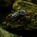 Nature-Inspired Gothic Ring with Amethyst Gemstone