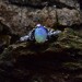 Gothic Moonstone Ring with Enchanted Branch Motif