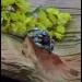 Gothic Garnet Ring with Floral Elegance