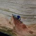 Silver Ring with Sapphire and Intricate Floral Design