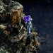 Gothic Amethyst Ring with Intricate Floral Design