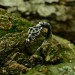 Elegant Gothic Ring with Celtic Knot Motif