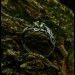 Gothic Emerald Ring with Enchanted Nature Motif