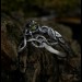 Forest Chevron Twig and Leaf Ring with Peridot for Engagement