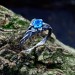 legant Gothic Ring with Aquamarine Gemstone