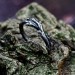 Elegant Silver Ring Inspired by Nature's Branches