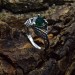 Unique Silver Ring with Emerald Gemstone and Dragon Claw Design