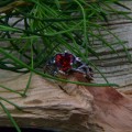 Gothic Garnet Ring with Intricate Flame Motif