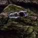 Gothic Garnet Ring with Elegant Vine Motif