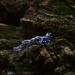 Stars of Midnight: Gothic Sterling Silver Ring with Sapphire Accents