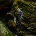 Nature-Inspired Gothic Ring with Amethyst Gemstone