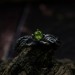 Nature-Inspired Peridot Silver Ring for Elegant Souls