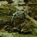 Elegant Gothic Ring with Celtic Knot Motif