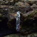 Vine of Eternity: Gothic Sterling Silver Band Ring