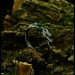 Gothic Emerald Ring with Enchanted Branch Design