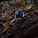 Gothic Silver Ring with Deep Blue Sapphire – Dark Elegance