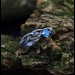 Azure Flame Silver Ring with Blue Topaz