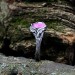 Exquisite Pink Gemstone Silver Ring