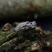 Elegant Pink Sapphire Floral Silver Ring
