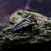 Fiery Gothic Ring with Garnet and Dark Claw Setting