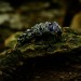 Wisteria Crown: Gothic Sterling Silver Ring with a Radiant Amethyst