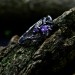 Silver Gothic Ring Adorned with Radiant Amethyst