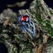 Flame of the Forest: Gothic Sterling Silver Ring with Garnet Gemstone