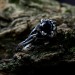 Gothic Silver Ring with a Bold Black Onyx