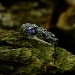 Gothic Forest Amethyst Ring in Dark Silver