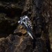 Heir of Twilight: Gothic Sterling Silver Ring with Amethyst Accents