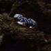 Waves of Midnight: Gothic Sterling Silver Ring with Sapphires