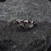 Garnet Gothic Skull Ring with Dark Intricacy
