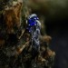 Sapphire Gothic Ring with Enchanted Vine Details