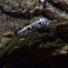 Handcrafted Silver Ring with Detailed Natural Motifs