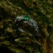 Dragon Scale Gothic Ring with Enchanted Emerald