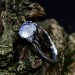 Gothic Moonstone Ring with Intricate Lunar Design| Ring for Women