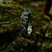 Wisteria Crown: Gothic Sterling Silver Ring with a Radiant Amethyst
