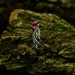 Scarlet Enchantment: Gothic Ruby Ring with Twisted Band