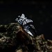Elegant Gothic Butterfly Ring with Aquamarines