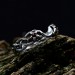 Twisting Shadows: Gothic Sterling Silver Ring with Sculpted Elegance