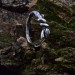 Intricate Twisted Silver Ring with Nature-Inspired Vine Design