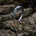 Vine of Eternity: Sterling Silver Band Ring with Organic Detailing