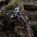 Twisted Vine Ring with a Touch of Emerald Magic