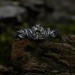Gothic Silver Ring with a Vibrant Peridot 