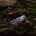Labyrinth of Eternity: Gothic Sterling Silver Ring with Braided Motif