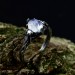 Gothic Silver Ring with Mystical Moonstone