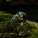 Throne of Vines: Gothic Sterling Silver Ring with a Radiant Emerald